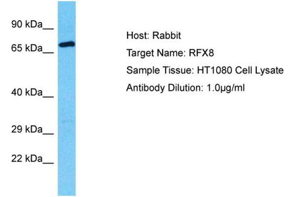 RFX8 antibody  (C-Term)