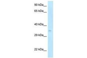 Image no. 1 for anti-Cyclin-Dependent Kinase 5, Regulatory Subunit 1 (p35) (CDK5R1) (C-Term) antibody (ABIN6747862) (CDK5R1 antibody  (C-Term))