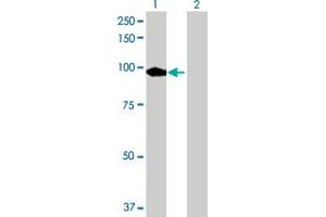 Western Blot analysis of PDE8A expression in transfected 293T cell line by PDE8A MaxPab polyclonal antibody. (PDE8A antibody  (AA 1-829))