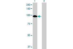 Western Blot analysis of PDE8A expression in transfected 293T cell line by PDE8A MaxPab polyclonal antibody.