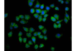 Immunofluorescence staining of Hela cells with ABIN7148577 at 1:100, counter-stained with DAPI. (Cornifelin (CNFN) (AA 1-112) antibody)