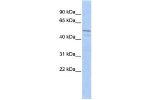 WB Suggested Anti-ZIM3 Antibody Titration:  0. (ZIM3 antibody  (Middle Region))