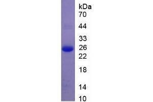 SDS-PAGE of Protein Standard from the Kit  (Highly purified E. (APOB ELISA Kit)
