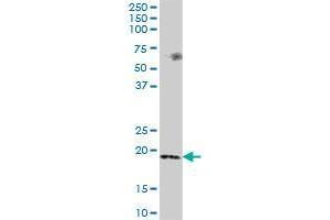 MSRB3 MaxPab polyclonal antibody. (MSRB3 antibody  (AA 1-185))