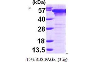 SDS-PAGE (SDS) image for Prolyl 4-Hydroxylase, beta Polypeptide (P4HB) (AA 18-508) protein (His tag) (ABIN667180)