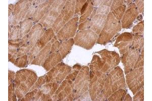 IHC-P Image Immunohistochemical analysis of paraffin-embedded mouse muscle, using HSF2BP, antibody at 1:500 dilution. (HSF2BP antibody)