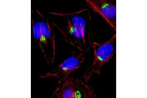 Fluorescent image of Hela cell stained with PTGS1 Antibody . (PTGS1 antibody  (C-Term))