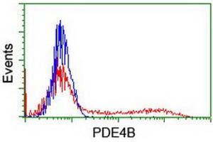 HEK293T cells transfected with either RC211956 overexpress plasmid (Red) or empty vector control plasmid (Blue) were immunostained by anti-PDE4B antibody (ABIN2454985), and then analyzed by flow cytometry. (PDE4B antibody)