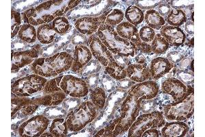 IHC-P Image ACADM antibody detects ACADM protein at mitochondria in mouse kidney by immunohistochemical analysis. (Medium-Chain Specific Acyl-CoA Dehydrogenase, Mitochondrial (MCAD) (N-Term) antibody)