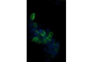 Image no. 2 for anti-UDP-GlcNAc:BetaGal beta-1,3-N-Acetylglucosaminyltransferase 2 (B3GNT2) antibody (ABIN1496800) (B3GNT2 antibody)