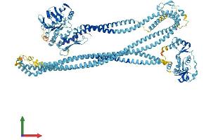 AlphaFold protein structure predicition of Mouse Recombinant Smc1b Protein, UniprotID Q920F6