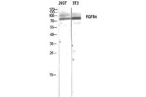 Western Blot (WB) analysis of 293T 3T3 lysis using FGFR4 antibody. (FGFR4 antibody)