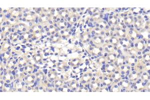 Detection of APOE in Mouse Kidney Tissue using Polyclonal Antibody to Apolipoprotein E (APOE) (APOE antibody  (AA 14-167))