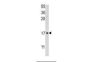 Western blot analysis of lysate from human placenta tissue lysate, using FKBP2 Antibody (N-term) (ABIN390690 and ABIN2840980). (FKBP2 antibody  (N-Term))