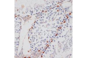 Immunohistochemistry of paraffin-embedded mouse testis using HT antibody (ABIN7267756) at dilution of 1:100 (40x lens).