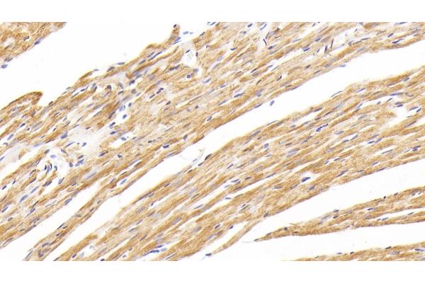 COX2 antibody  (AA 83-227)