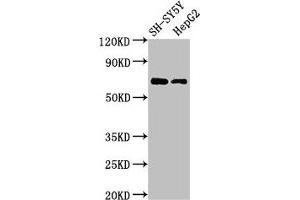 Western Blot Positive WB detected in: SH-SY5Y whole cell lysate, HepG2 whole cell lysate All lanes: C7orf31 antibody at 2. (C7orf31 antibody  (AA 163-256))