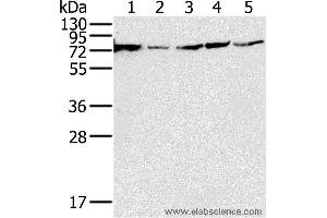 Western blot analysis of 293T, PC3, hela, Jurkat and Raji cell, using NDUFS1 Polyclonal Antibody at dilution of 1:650 (NDUFS1 antibody)
