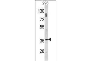 Western blot analysis of DLX2 Antibody in 293 cell line lysates (35ug/lane) (DLX2 antibody  (AA 194-222))