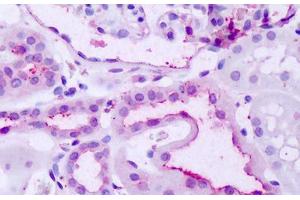 Anti-GPR137B antibody IHC staining of human kidney. (GPR137B antibody  (C-Term))