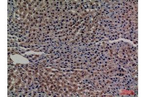 Immunohistochemistry (IHC) analysis of paraffin-embedded Rat Liver, antibody was diluted at 1:100. (Transferrin antibody  (C-Term))