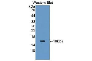 Western Blotting (WB) image for anti-Growth Hormone Releasing Hormone (GHRH) (AA 20-97) antibody (ABIN1077698)