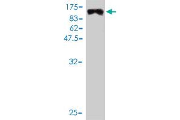 MYBPH antibody  (AA 1-477)