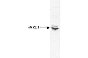 Anti-CREB is shown to detect CREB-1 present in Raji B cell nuclear extract lysates. (CREB1 antibody  (N-Term))