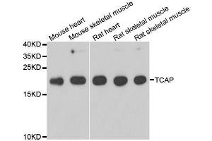 Western blot analysis of extracts of various cell lines, using TCAP antibody. (TCAP antibody  (AA 1-167))