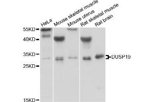 Western blot analysis of extracts of various cell lines, using DUSP19 antibody (ABIN5975012) at 1/1000 dilution. (DUSP19 antibody)