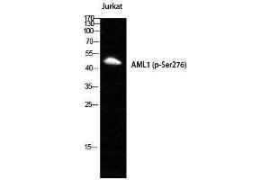 Western Blotting (WB) image for anti-Runt-Related Transcription Factor 1 (RUNX1) (pSer249) antibody (ABIN3172996) (RUNX1 antibody  (pSer249))