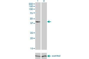 Western blot analysis of GPR175 over-expressed 293 cell line, cotransfected with GPR175 Validated Chimera RNAi (Lane 2) or non-transfected control (Lane 1). (GPR175 antibody  (AA 281-371))