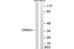 Western blot analysis of extracts from MCF-7 cells, using OR5A1 Antibody. (OR5A1 antibody  (AA 240-289))