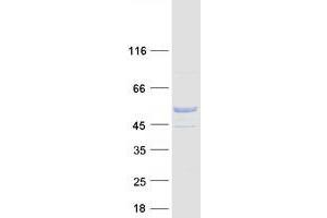 Validation with Western Blot (C9orf24 Protein (Transcript Variant 1) (Myc-DYKDDDDK Tag))