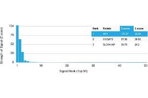 Analysis of Protein Array containing more than 19,000 full-length human proteins using Wilm's Tumor Mouse Recombinant Monoclonal Antibody (rWT1/857). (Recombinant WT1 antibody)