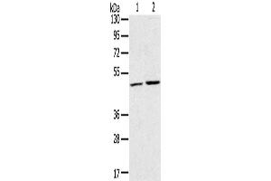 Western Blotting (WB) image for anti-Ras-Related GTP Binding C (RRAGC) antibody (ABIN2430777) (GTR2 antibody)