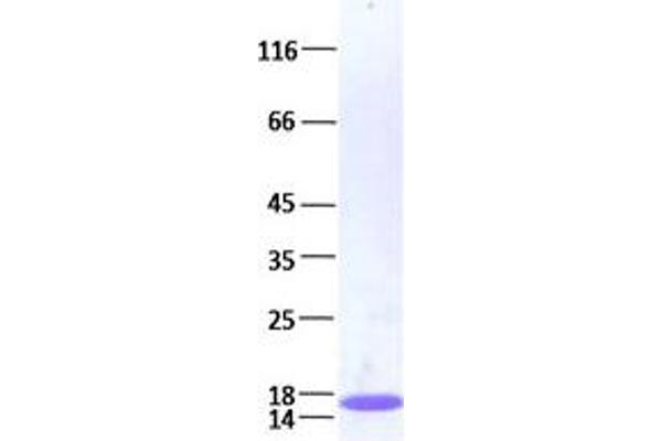 Histone Cluster 3, H3 (HIST3H3) Protein