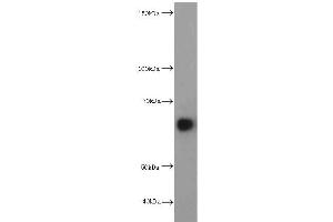 Western Blotting (WB) image for anti-Hepatic and Glial Cell Adhesion Molecule (HEPACAM) antibody (ABIN2932707) (HEPACAM antibody)