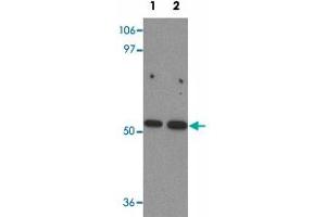 Western blot analysis of BANP in mouse kidney tissue lysate with BANP polyclonal antibody  at (1) 1 and (2) 2 ug/mL.