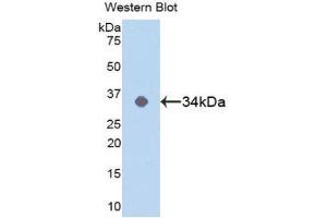 Western Blotting (WB) image for anti-Mitogen-Activated Protein Kinase 14 (MAPK14) (AA 19-279) antibody (ABIN1859754) (MAPK14 antibody  (AA 19-279))