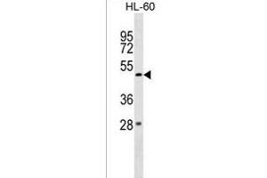 ZBTB47 Antibody (Center) (ABIN1538012 and ABIN2849876) western blot analysis in HL-60 cell line lysates (35 μg/lane). (ZBTB47 antibody  (AA 191-218))