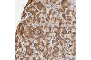 Immunohistochemical staining of human stomach with OPHN1 polyclonal antibody  shows strong cytoplasmic positivity in glandular cells at 1:200-1:500 dilution.