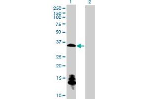 Western Blot analysis of CSGALNACT1 expression in transfected 293T cell line by CSGALNACT1 MaxPab polyclonal antibody. (CSGALNACT1 antibody  (AA 1-297))
