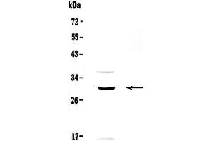 Western blot analysis of GPCR GPR40 using anti-GPCR GPR40 antibody . (FFAR1 antibody)