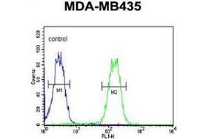 Flow cytometric analysis of MDA-MB435 cells using LYRM4 Antibody (Center) Cat. (LYRM4 antibody  (Middle Region))