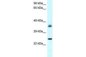 Image no. 1 for anti-Jun D Proto-Oncogene (JUND) (AA 90-139) antibody (ABIN6747509) (JunD antibody  (AA 90-139))