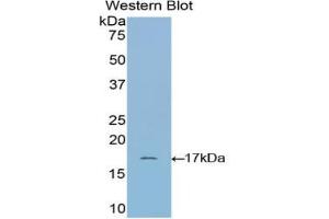 Detection of Recombinant RNASE1, Bovine using Polyclonal Antibody to Ribonuclease A (RNase A) (RNASE1 antibody  (AA 31-150))