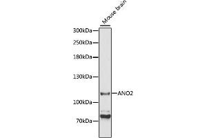 Western blot analysis of extracts of mouse brain, using ANO2 antibody (ABIN6291636) at 1:3000 dilution. (Anoctamin 2 antibody)
