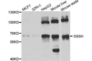 Western blot analysis of extract of various cells, using SGSH antibody. (SGSH antibody)