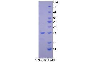 SDS-PAGE (SDS) image for Neurotrophin 4 (NTF4) (AA 80-209) protein (His tag) (ABIN2126067)